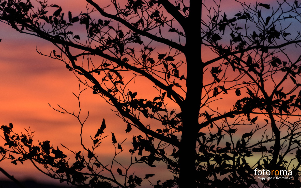 flickr-22939242141.jpg