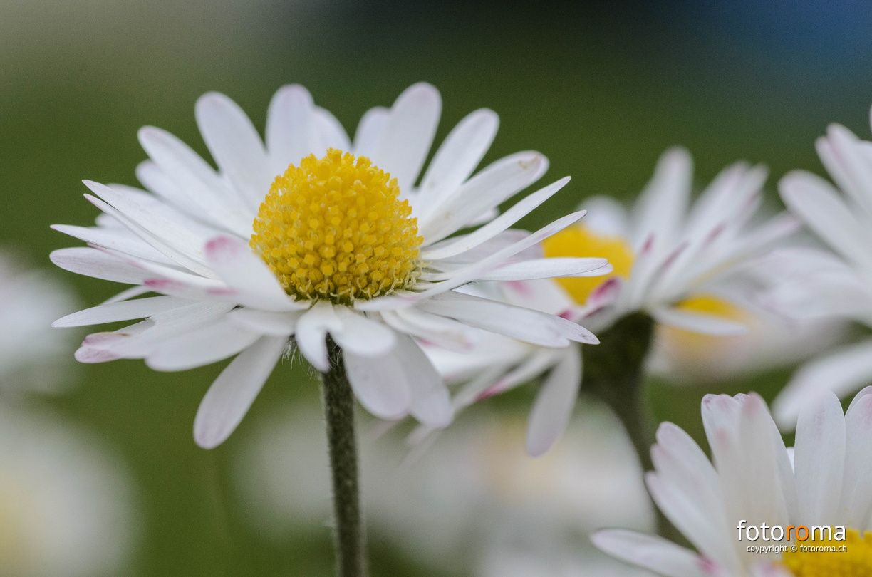 Flower power flickr-27110458471.jpg