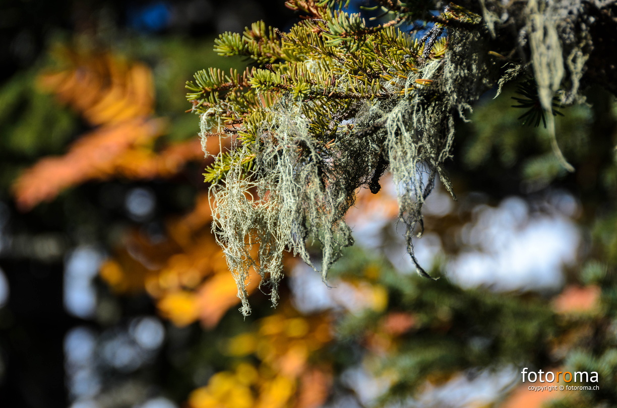flickr-21449716594.jpg