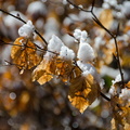flickr-17243876369.jpg