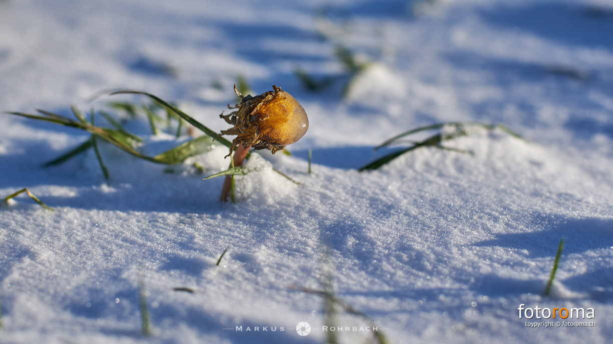 Last man standing. flickr-38722772414.jpg