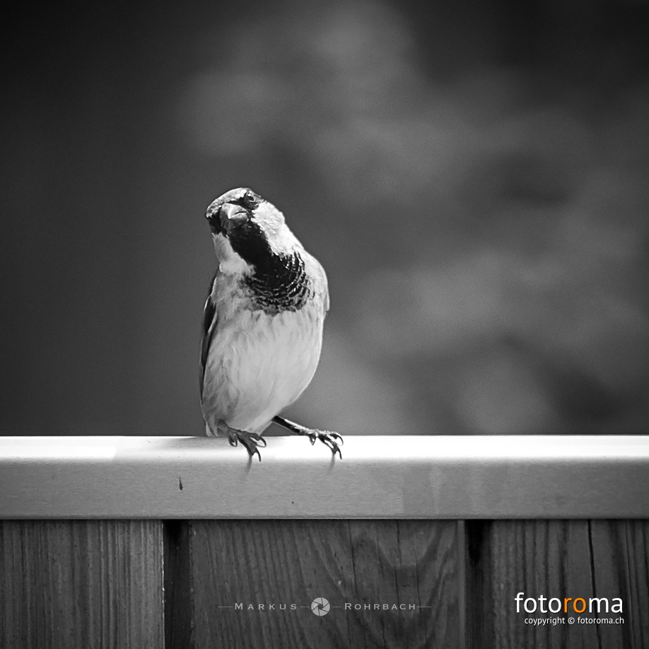 I'm watching you! flickr-34861105773.jpg