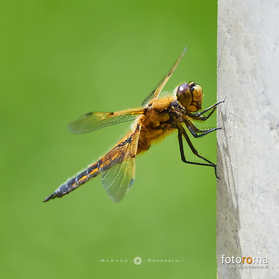 Libellula quadrimaculata flickr-34267870714.jpg