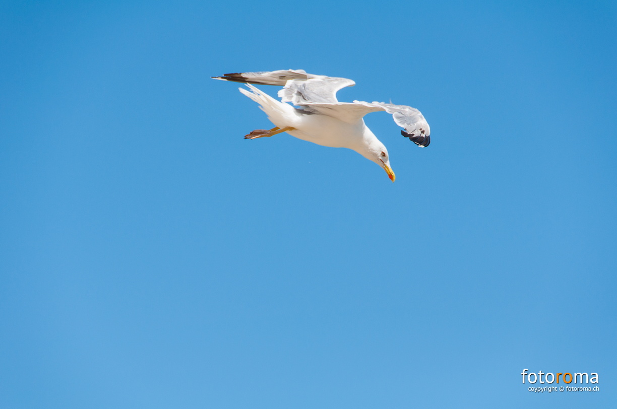 flickr-20278342330.jpg
