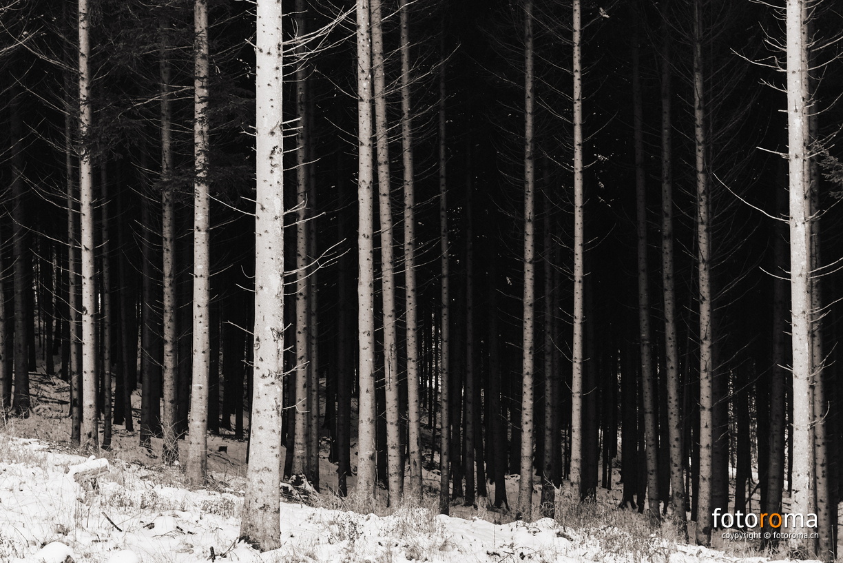 Waldrand
RM-2019-365-12.jpg