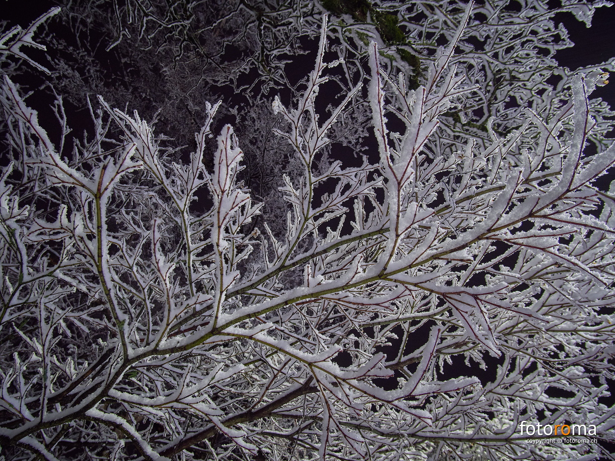 Verschneites Astgewirr
RM-2019-365-32.jpg