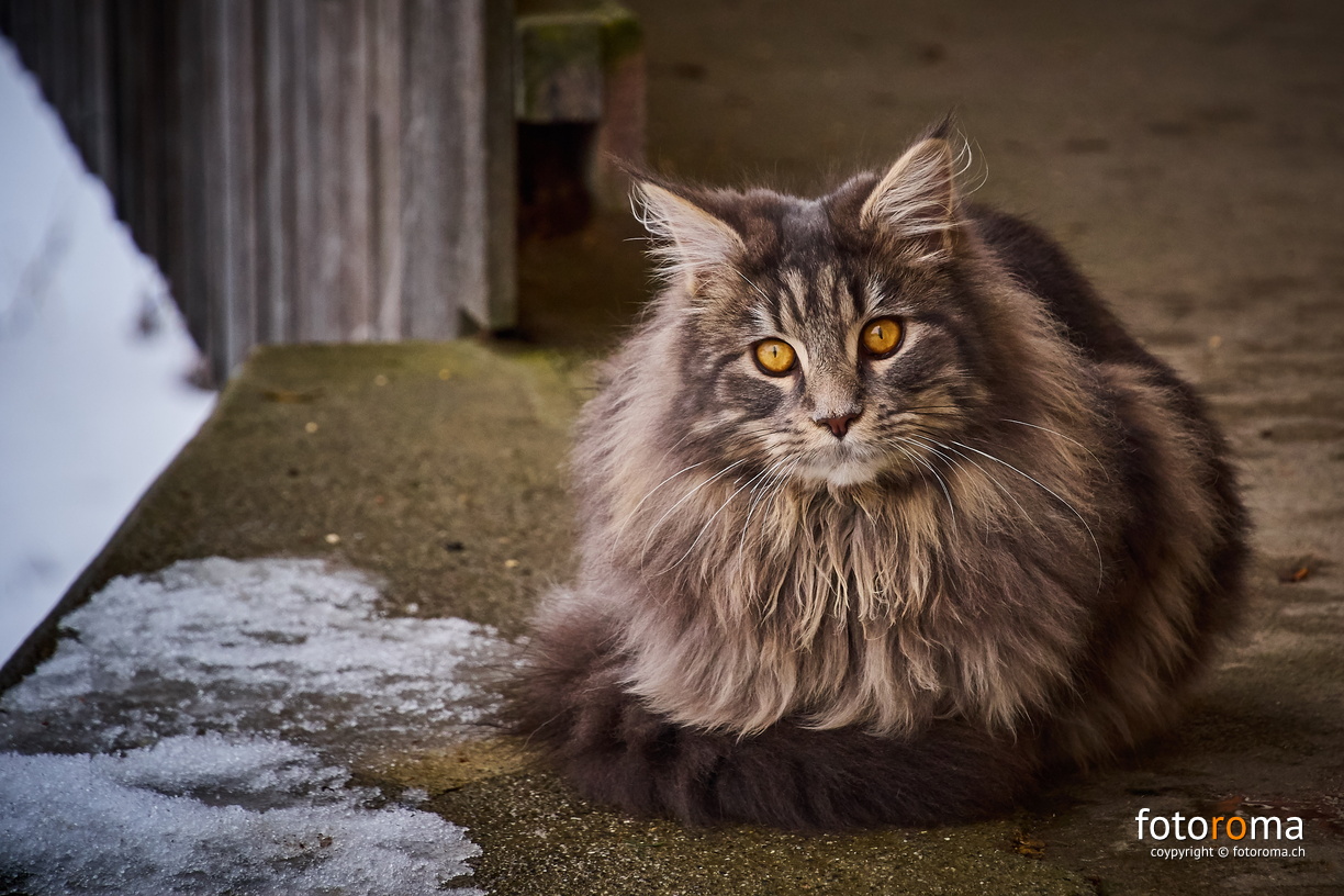 The Cat
RM-2019-365-33.jpg