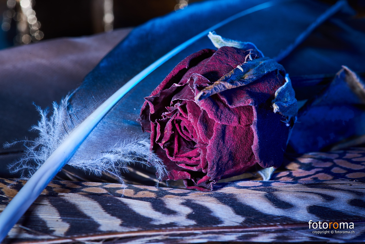 Red Rose
RM-2019-365-44.jpg