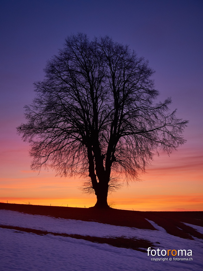 Lindenbaum - Winter
Hinter dem Voremberg
RM-2019-365-57.jpg