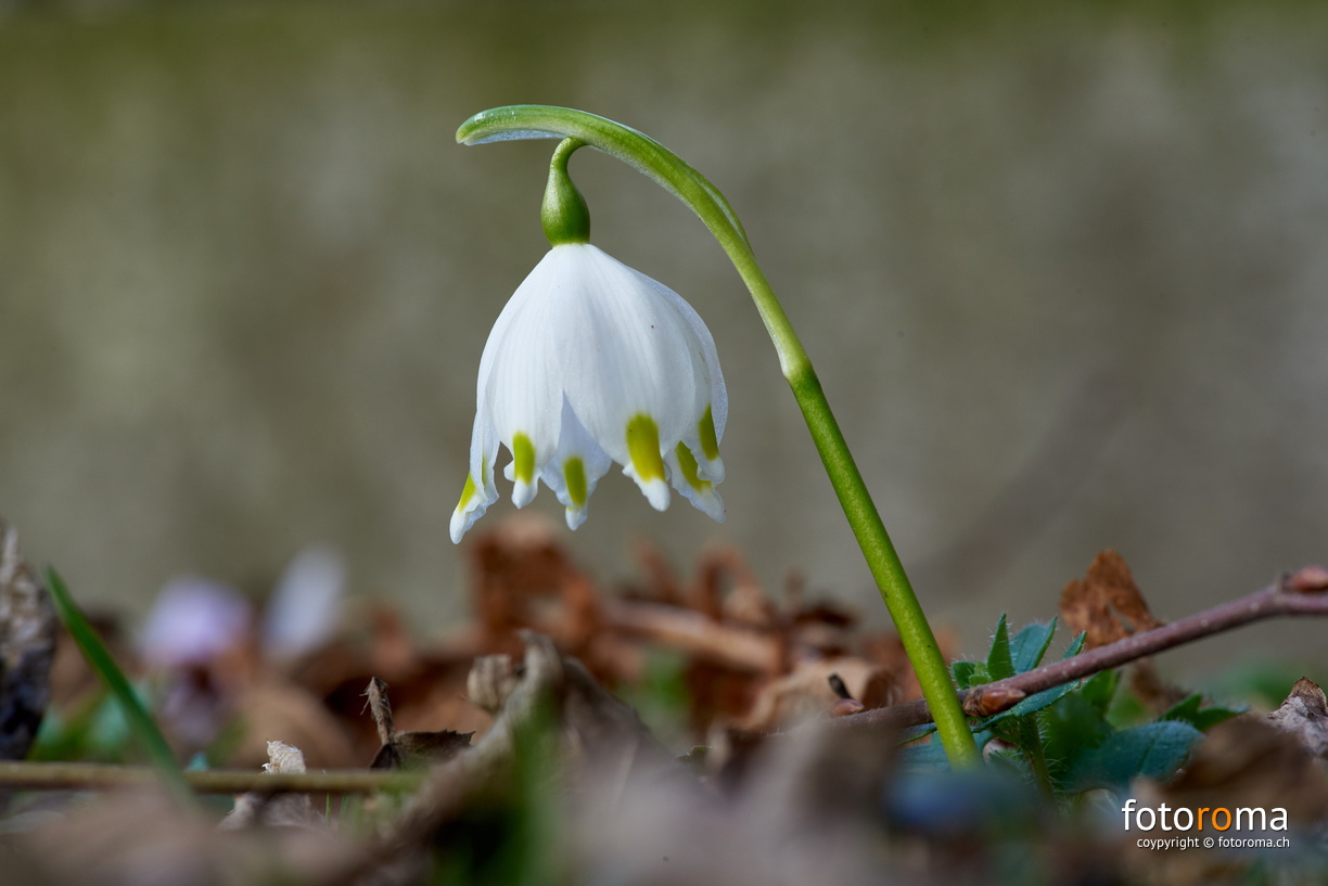 Frühling!
Märzenglocke
RM-2019-365-62.jpg