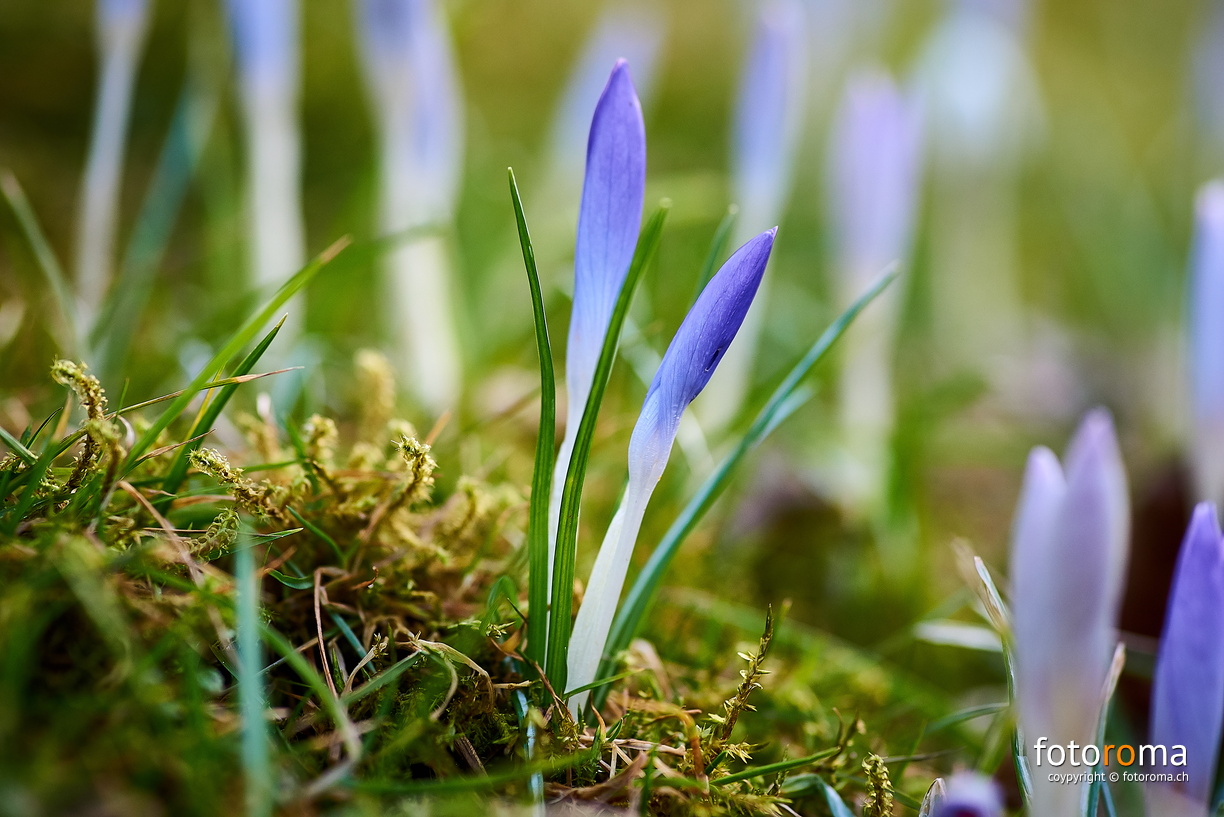 Erste Frühlingsboten
RM-2019-365-69.jpg
