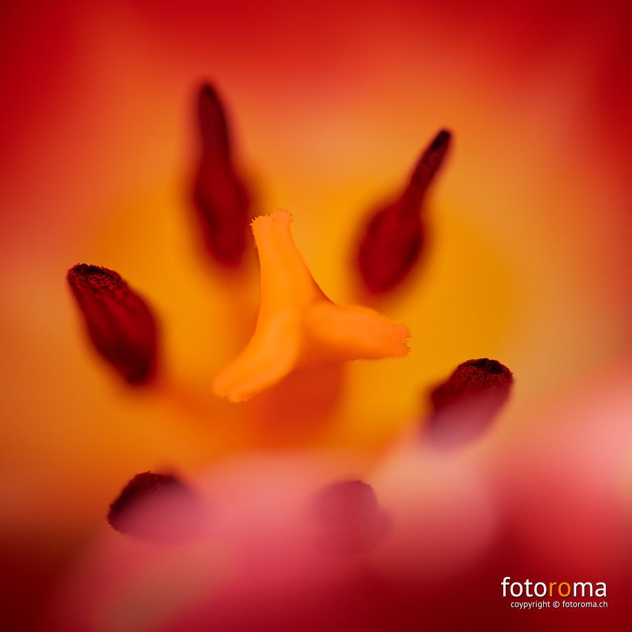 Tulipan
RM-2019-365-79.jpg