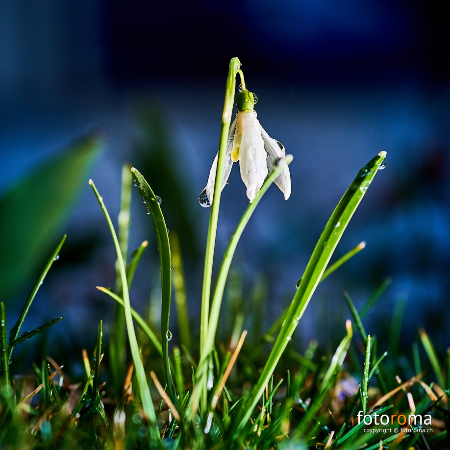 Schneeglöckchen
(noch nicht eingeschneit)
RM-2019-365-93.jpg