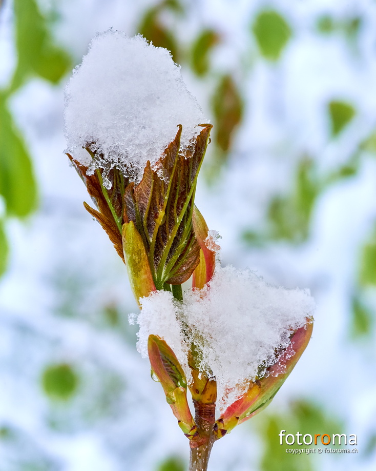 Knospen im Schnee
Dorfwald
RM-2019-365-125.jpg
