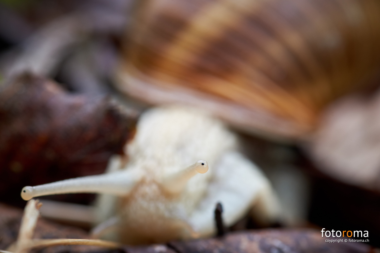 RM-2019-365-131.jpg