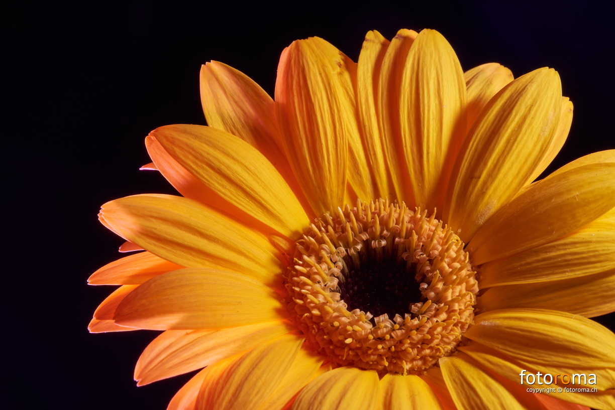Yellow & Black
RM-2019-365-137.jpg