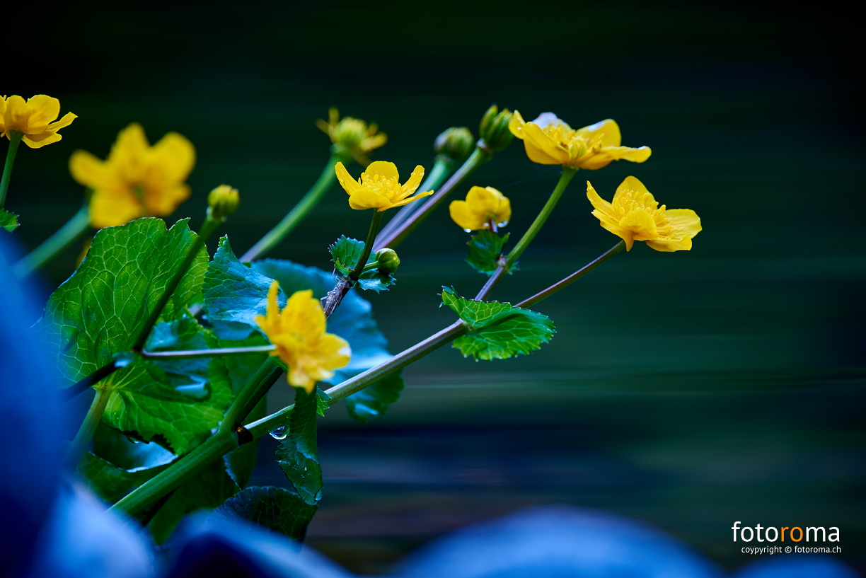 Sumpfdotterblume
RM-2019-365-139.jpg