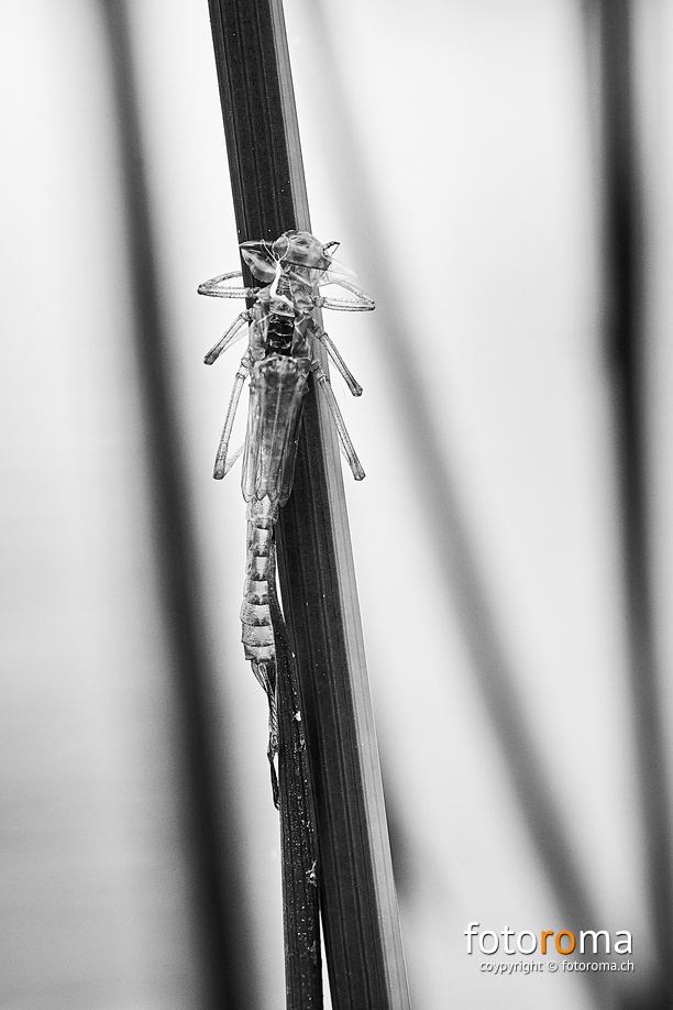 RM-2019-365-155.jpg