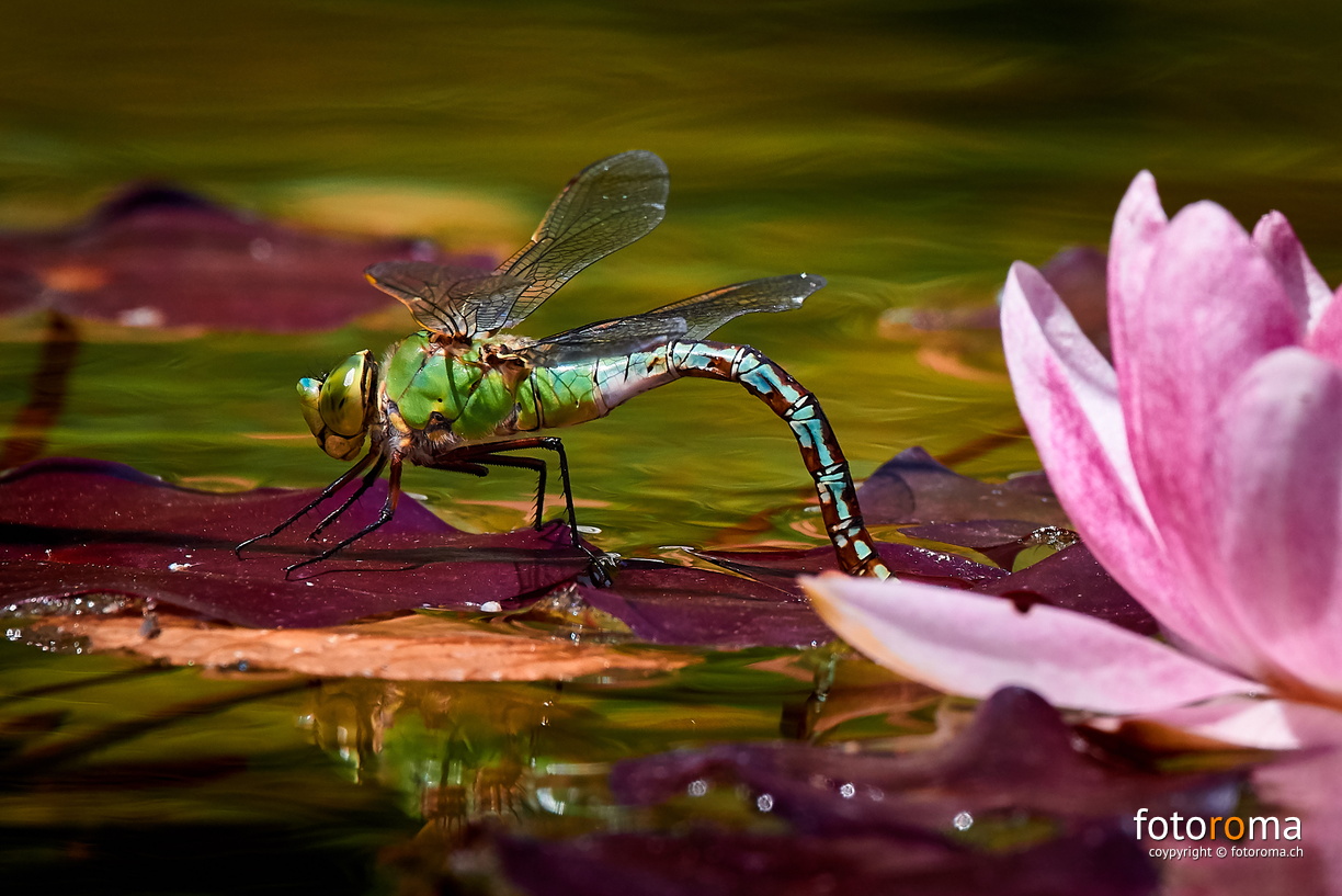 RM-2019-365-168.jpg