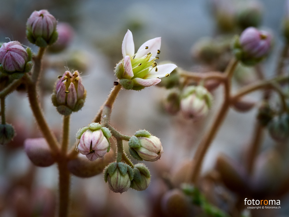 Kleine Blüte
Hauswurz, Knospendurchmesser 2mm
RM-2019-365-177.jpg