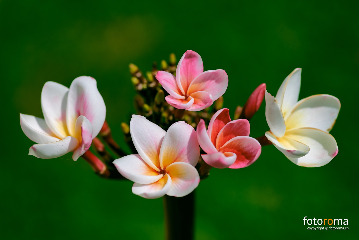 Plumeria rubra
RM-2019-365-181.jpg