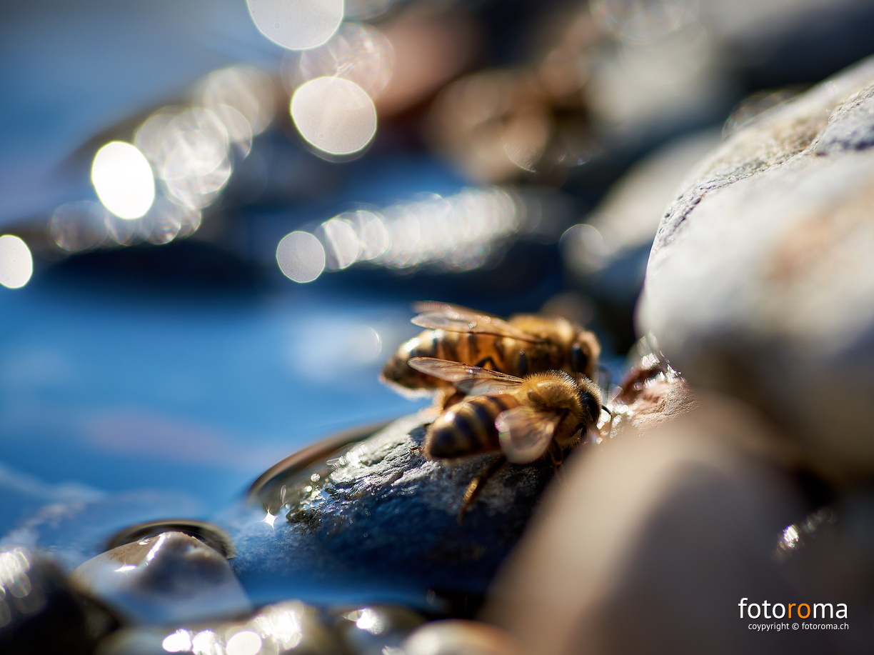 Bienen haben Durst
RM-2019-365-186.jpg