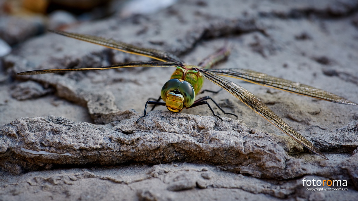 Libelle
Am Ende ihrer Kräfte
RM-2019-365-205.jpg