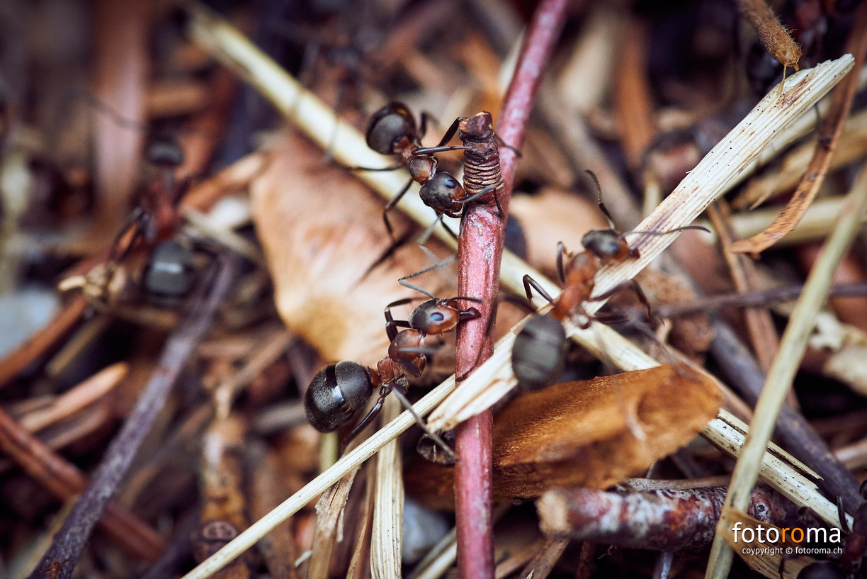 Teamwork
RM-2019-365-235.jpg
