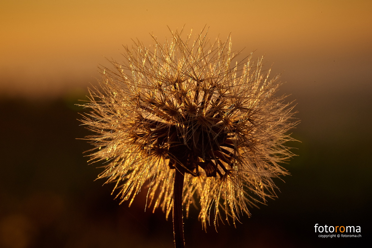 Sunset flower
RM-2019-365-246.jpg