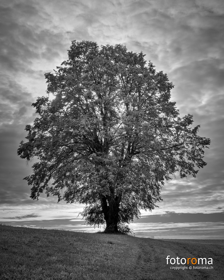 Mein Freund der Baum...
RM-2019-365-254.jpg