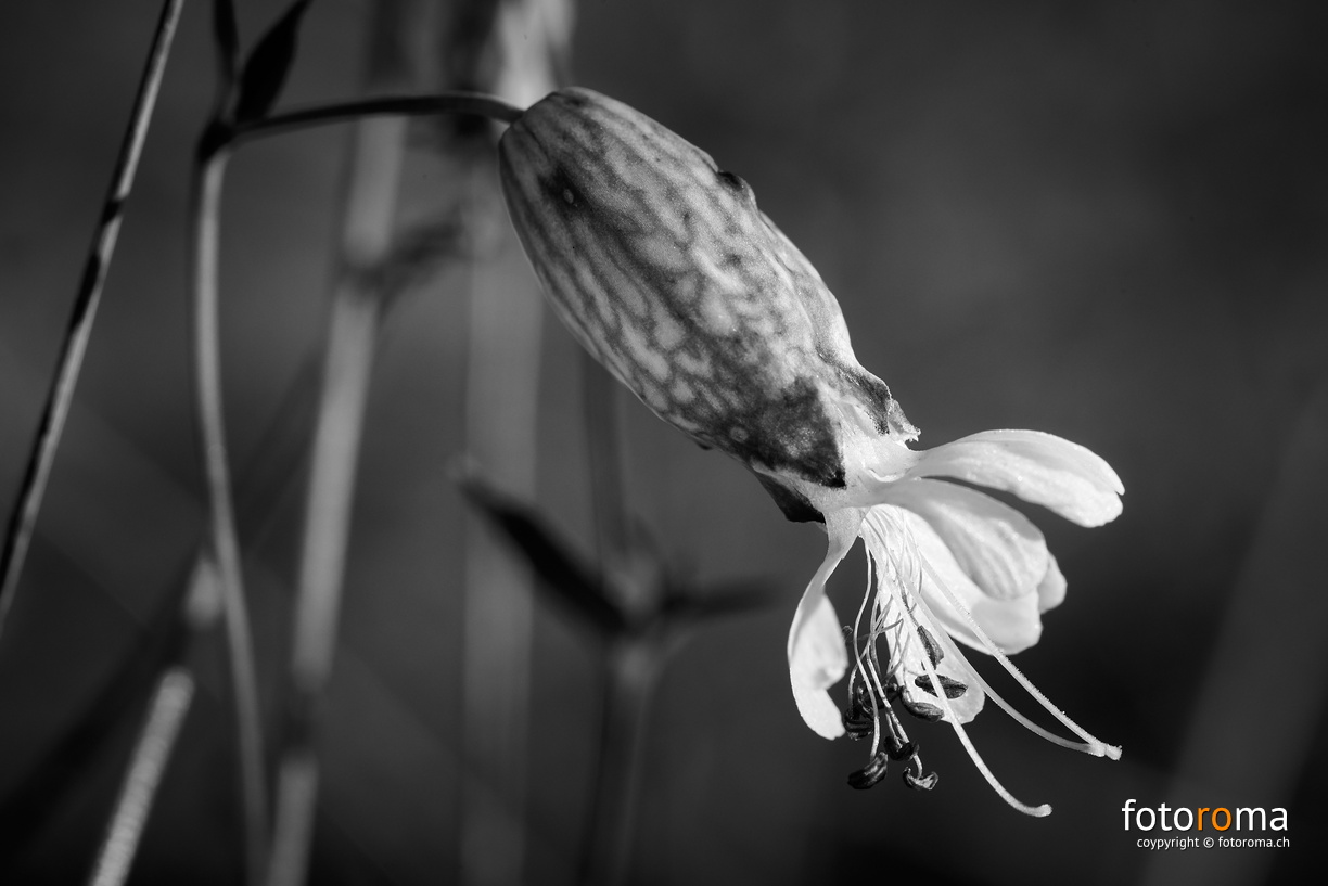 Blümchen
an der Sense
RM-2019-365-264.jpg