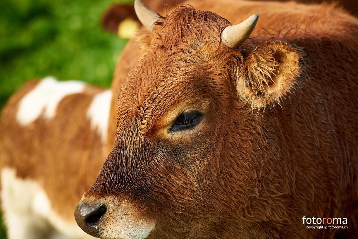 Je älter die Kuh, je hübscher das Kalb.
RM-2019-365-282.jpg