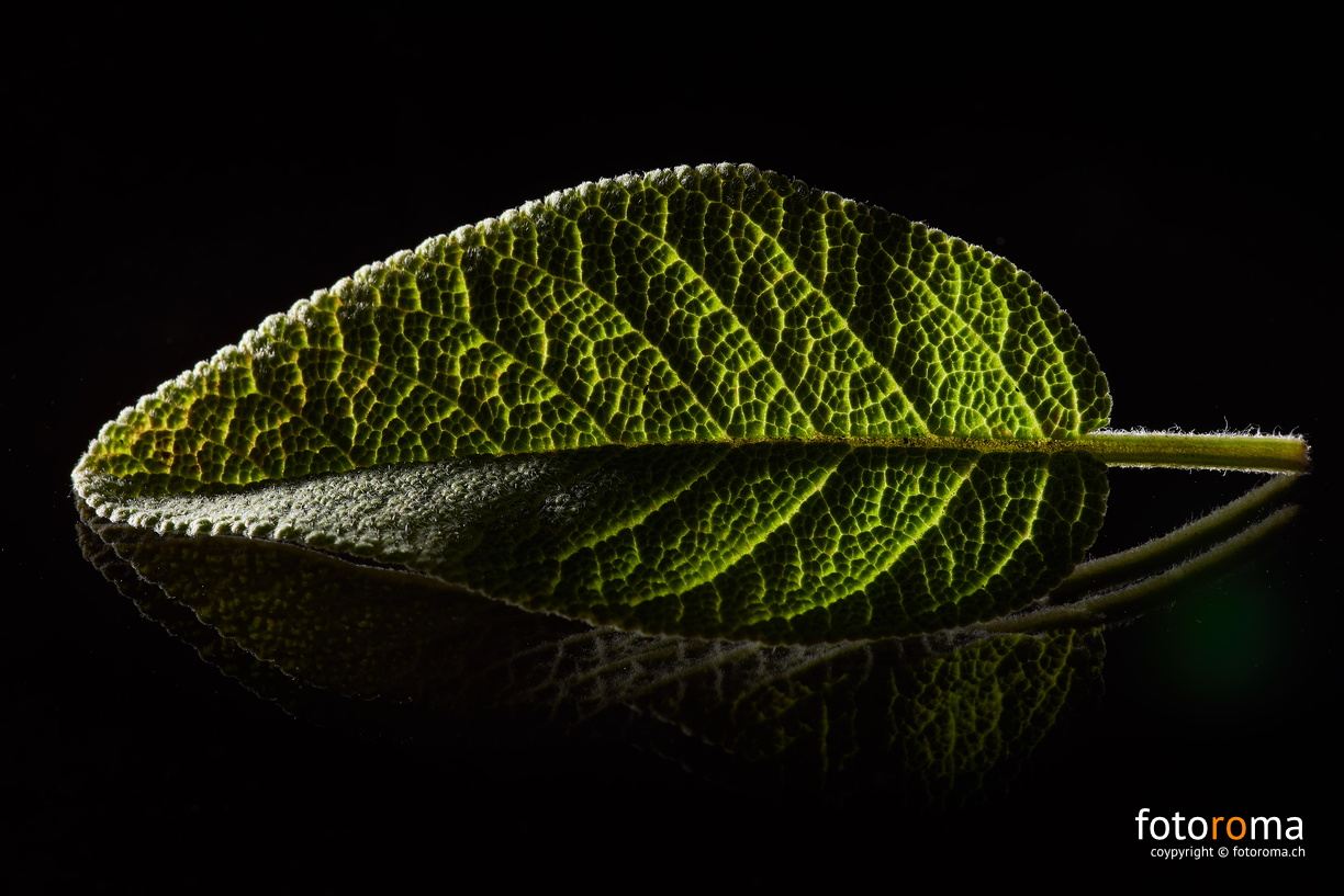 Salbeiblatt
auf Glas
RM-2019-365-295.jpg
