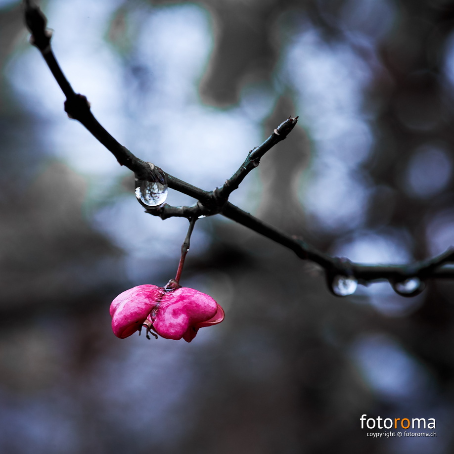November Rain
RM-2019-365-321.jpg
