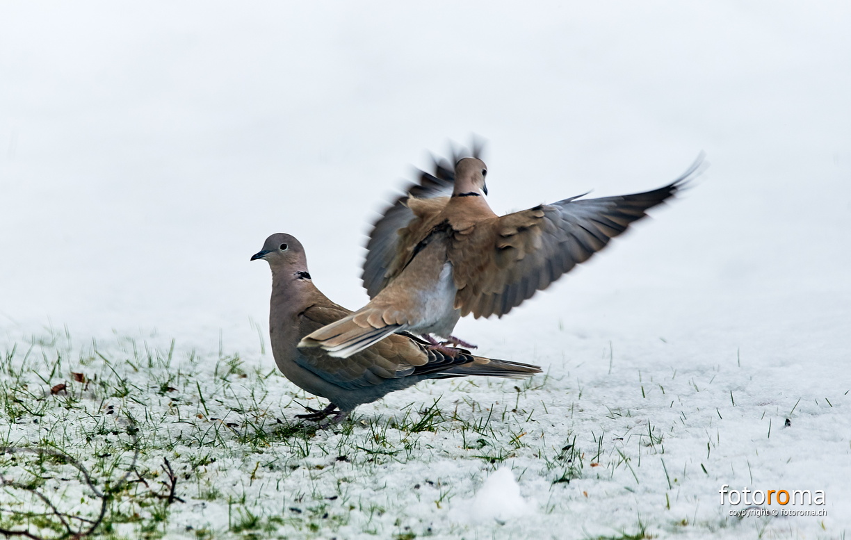 Türkentauben
RM-2019-365-347.jpg
