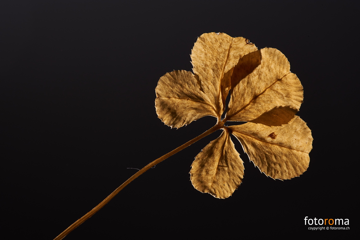 Es Blatt
RM-2019-365-361.jpg