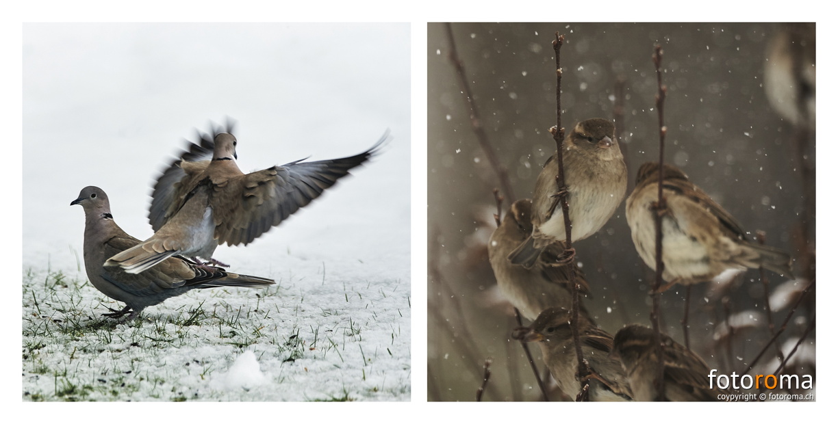 Portfolio2-42.jpg