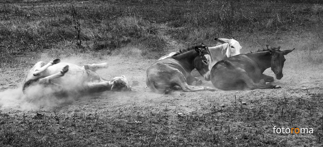 RM-2017.07.21-0744 - flickr-36587603826.jpg flickr-36587603826.jpg