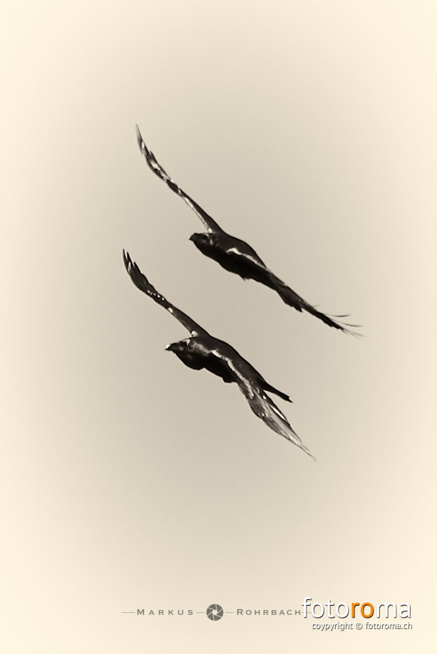 RM-2017.10.14-1353 - flickr-37662898772.jpg flickr-37662898772.jpg