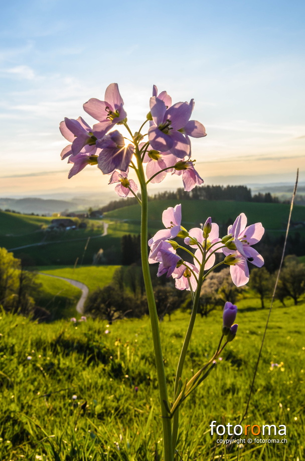 RM-2017.04.14-0074.jpg - flickr-33922797001.jpg flickr-33922797001.jpg