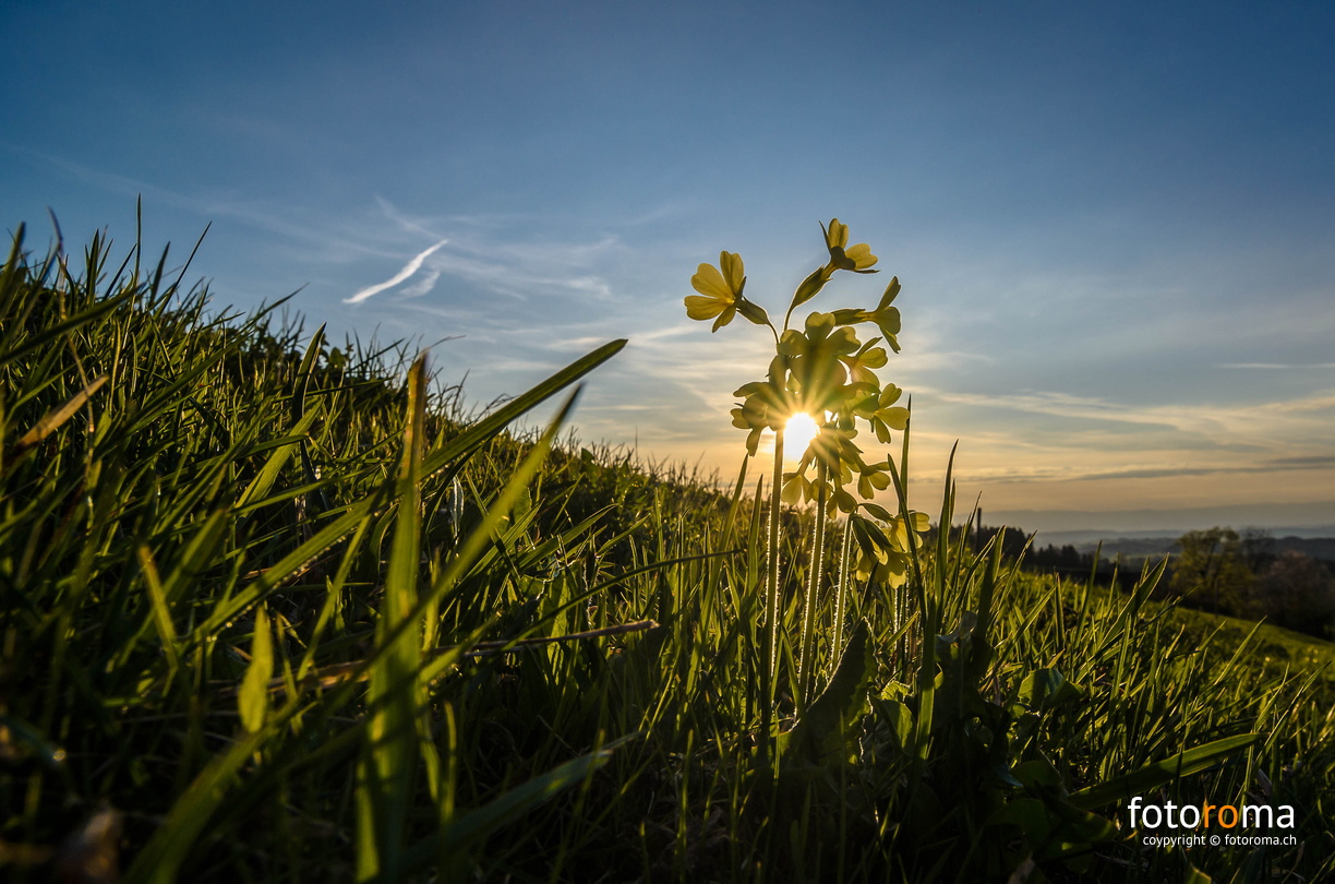 RM-2017.04.14-0072.jpg - flickr-33667302310.jpg flickr-33667302310.jpg