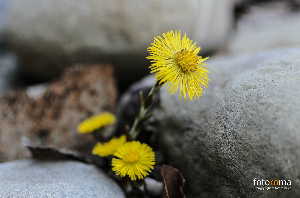 RM-2016.03.19-0121.jpg - flickr-26012580315.jpg flickr-26012580315.jpg