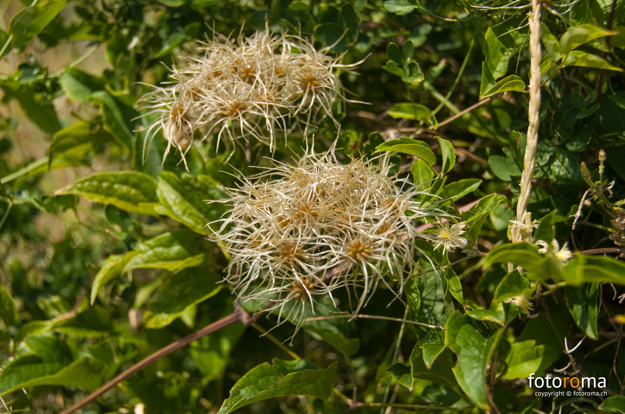 RM-2015.07.26-0545 - flickr-20457864202.jpg flickr-20457864202.jpg