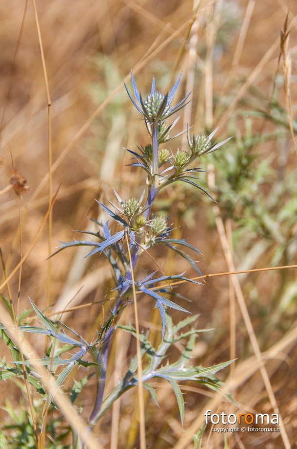 RM-2015.07.22-0460 - flickr-20278744588.jpg flickr-20278744588.jpg