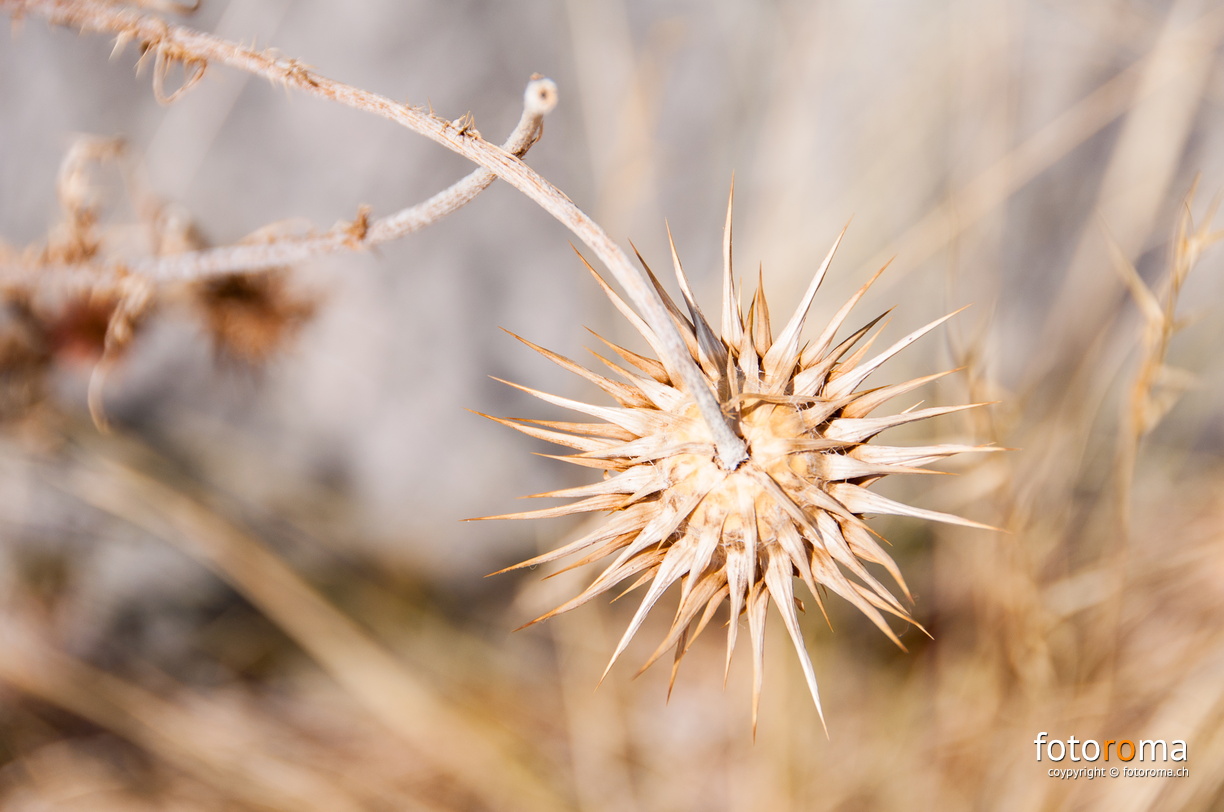 RM-2015.07.22-0458 - flickr-20458069302.jpg flickr-20458069302.jpg