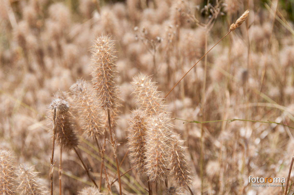 RM-2015.07.22-0455 - flickr-20278685250.jpg flickr-20278685250.jpg