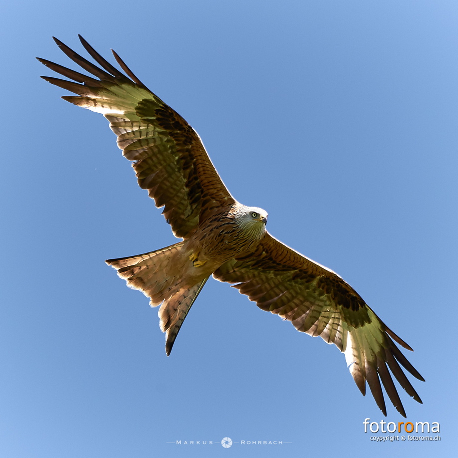 RM-2018.06.02-0276 - flickr-41842578734.jpg flickr-41842578734.jpg