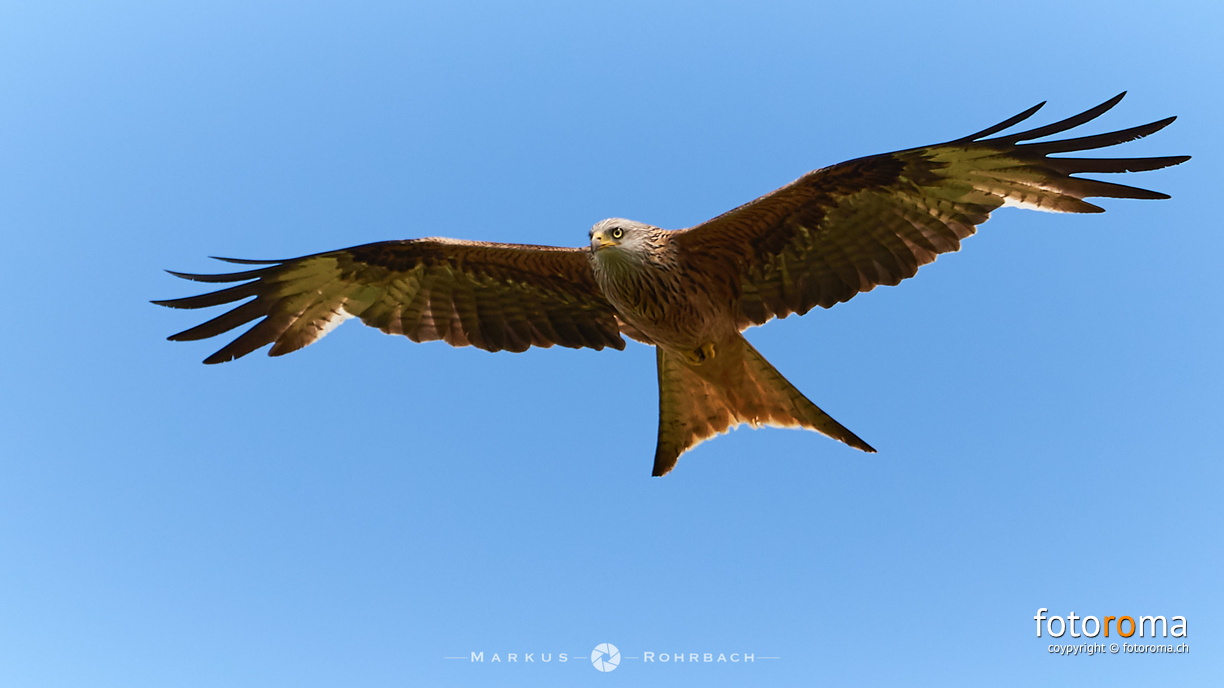 RM-2018.06.02-0275 - flickr-42564583981.jpg flickr-42564583981.jpg