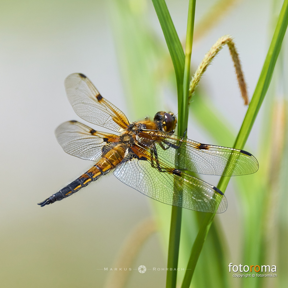 Libellula quadrimaculata  flickr-34267865704.jpg