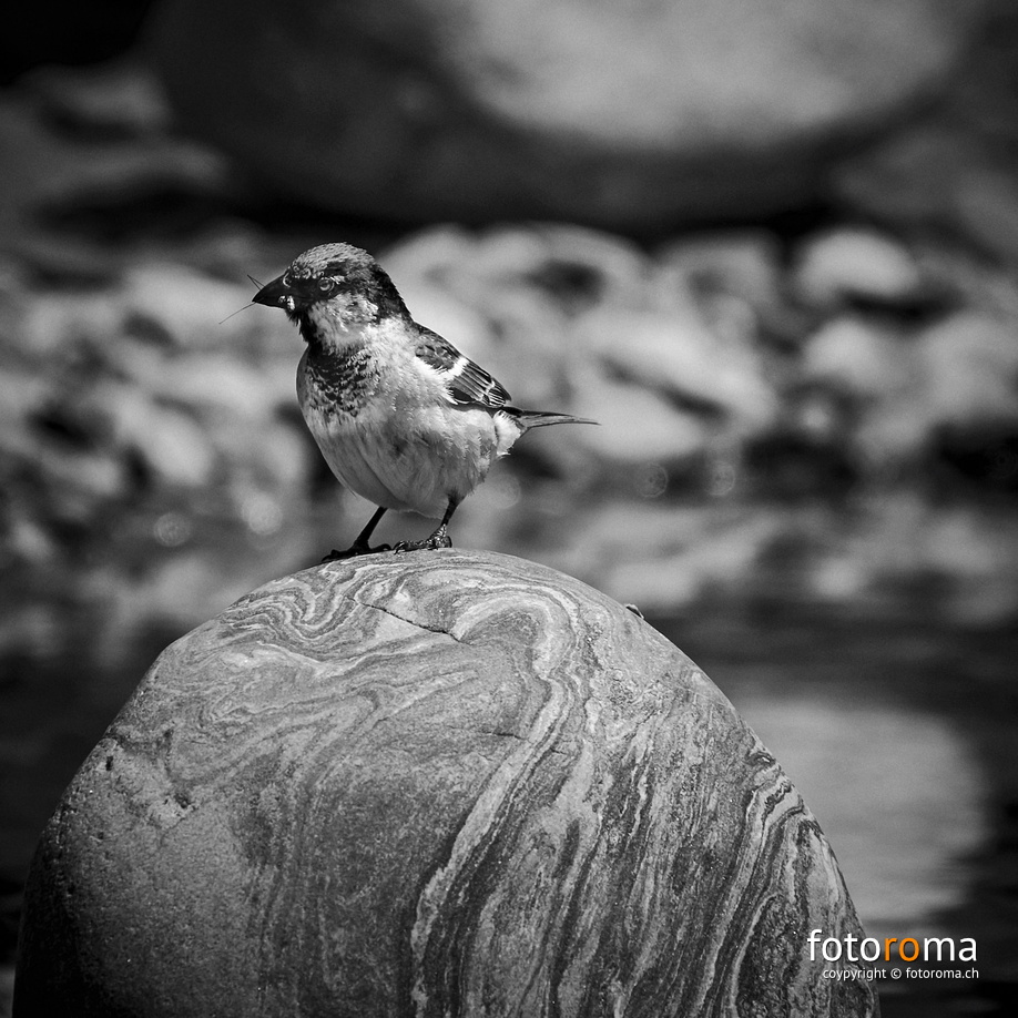 Lieber den Spatz in der Hand als die Taube auf dem Dach. flickr-34673175381.jpg